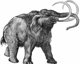 Drawing of a woolly mammoth. These beasts were bigger than mastodons and and curved rather than straight tusks. They died off around 10,000 years ago, and scientists aren t yet sure if climate change was to blame -- as the Ice Age ended -- or if human hun