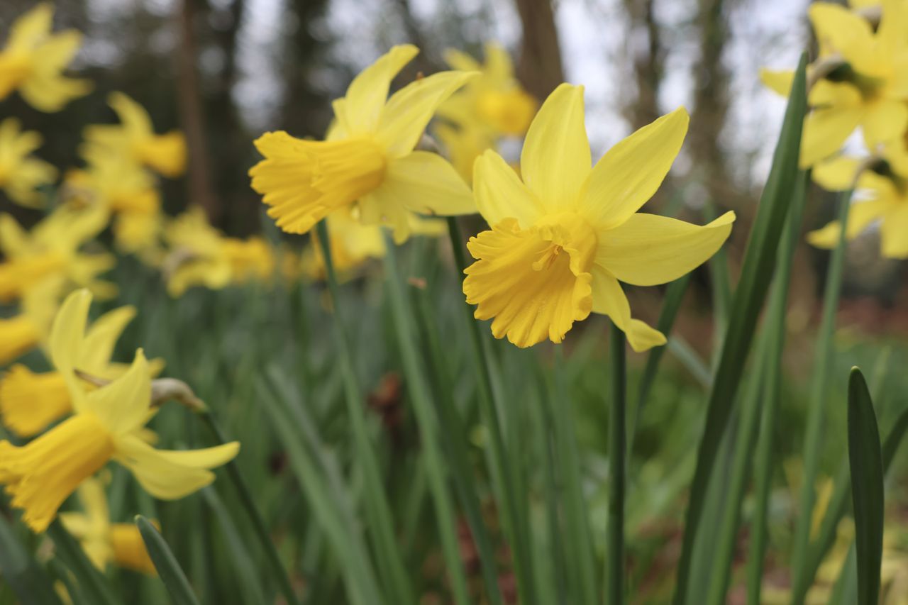 Dafodills on a cloudy day, from a low angle