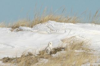 A snowy owl in Plum Island, Mass.