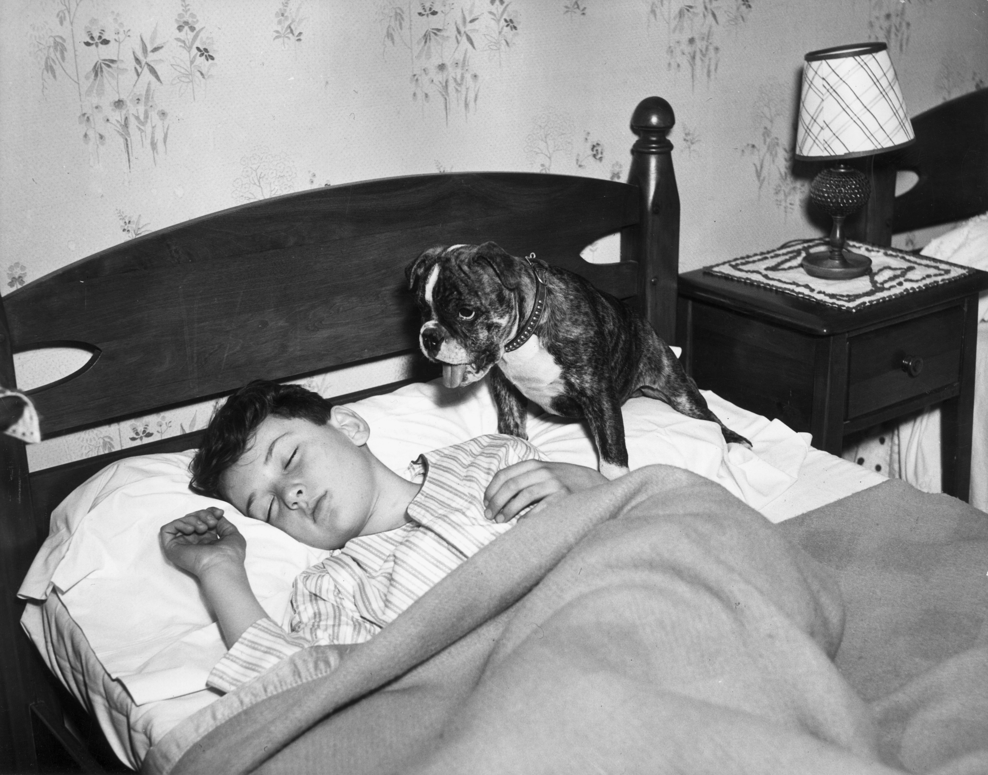 Historic boxer dog photographs showing the breed through the decades: guarding a sleeping child, peering from a kennel, posing in a boater hat, wearing a matching coat and riding in a racing car.