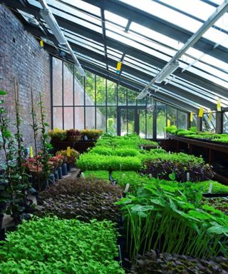An example of the best food to grow in a greenhouse showing a large greenhouse with plants and vegetables growing inside