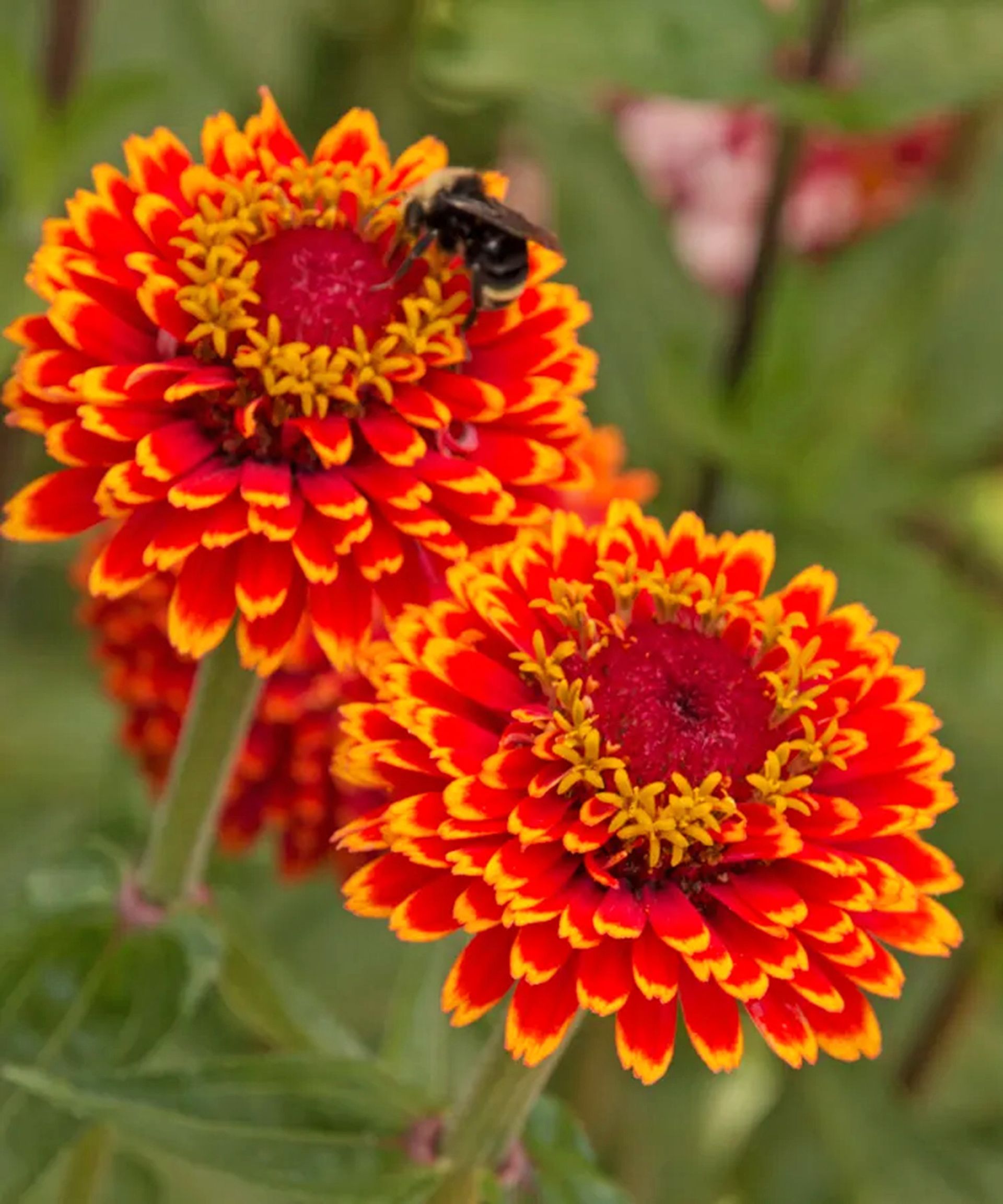 Crouching Tiger zinnia flowers