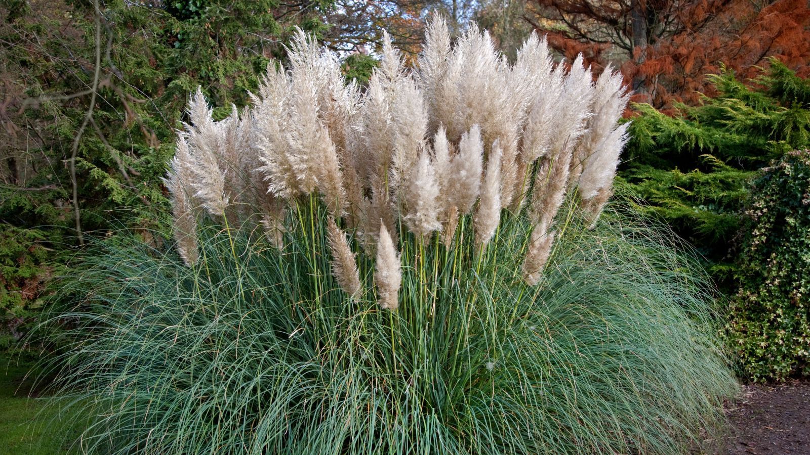 When to plant pampas grass for a fabulous ornamental grass Homes & Gardens