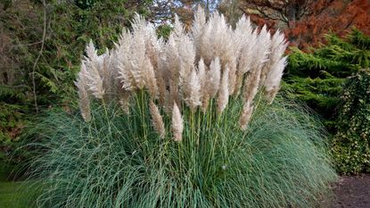 A large pampas grass plant in a garden
