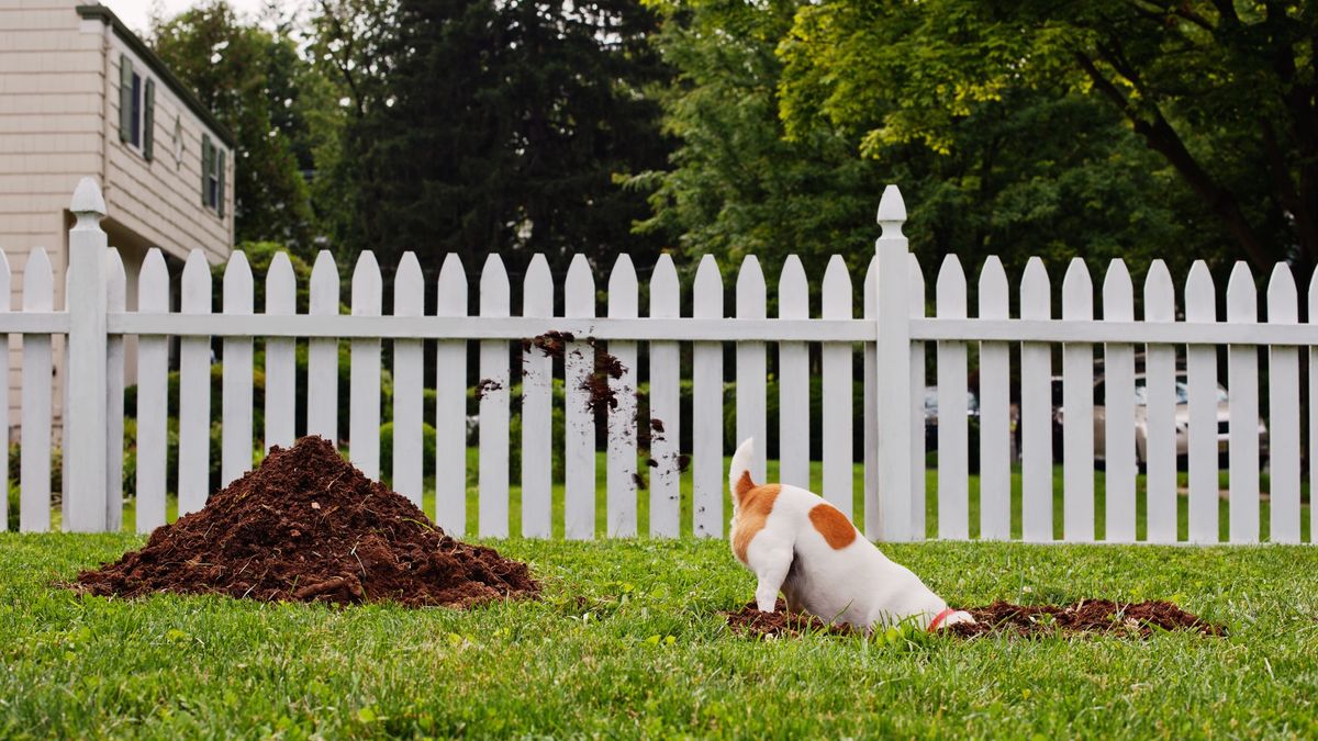 Jack Russell Terrier digging a hole in front lawn of suburban home