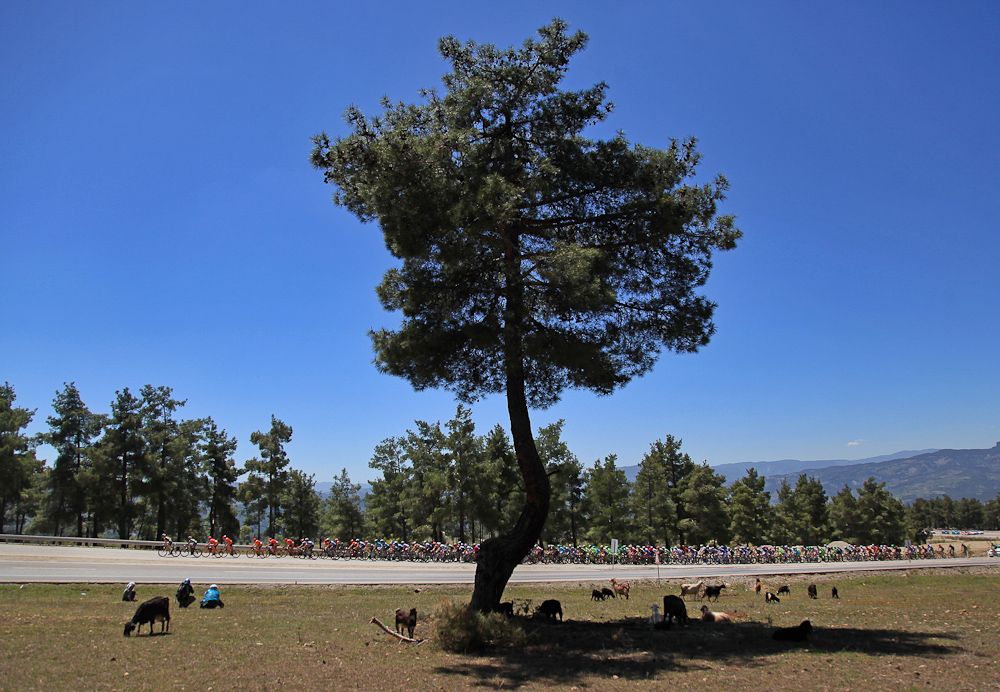 A lone tree in the foreground as the peloton passes.