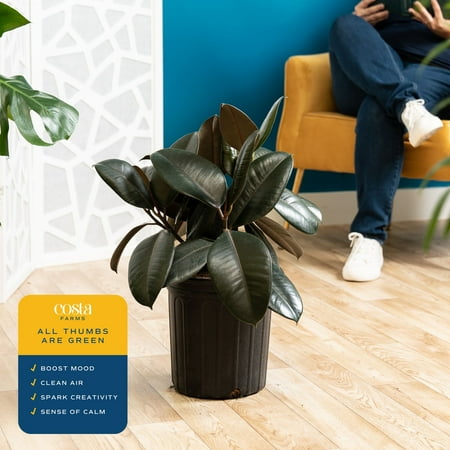 Costa Farms 22" Ficus Burgundy Rubber Live House Plants in 10" Grower Pot