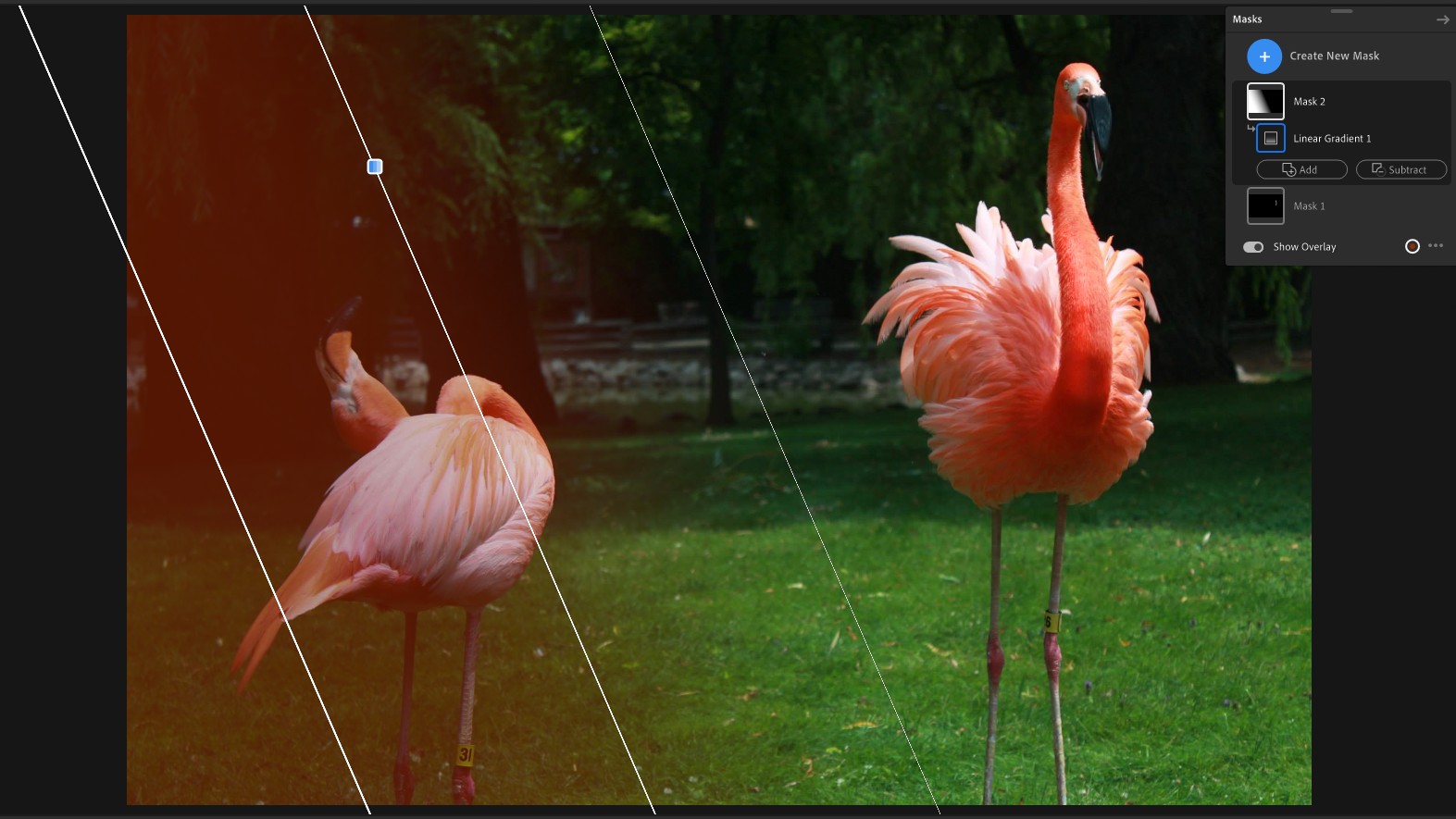 best Adobe Photography Plan deals: Lightroom interface showing flamingos
