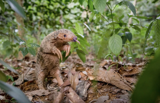 A pangolin sticking its tongue out, standing among leaves