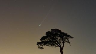 Comet 12P/Pons-Brooks appears as a green streak in the sky above a single silhouetted tree
