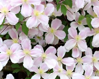 pale pink flowers of clematis montana