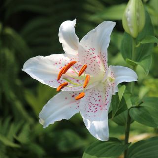 Closeup of white Oriental lily flower growing in garden