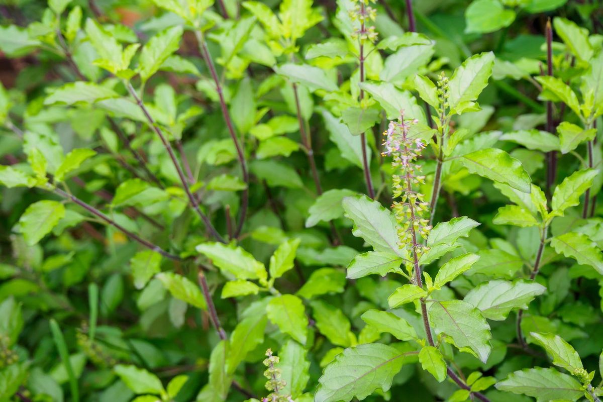 Caring For Holy Basil Plants How To Grow Holy Basil In The Garden