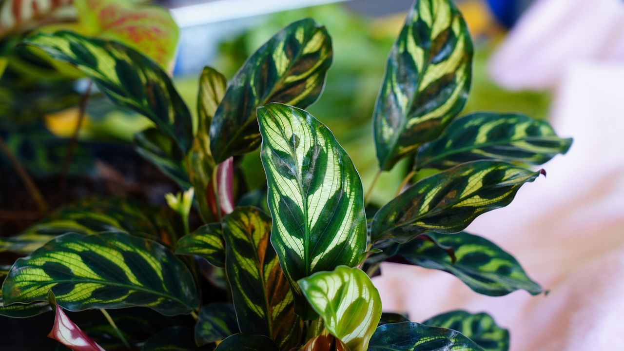 closeup of Calathea plant leaves