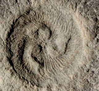 <em>Tribrachidium</em>, a bizarre sea creature that lived some 550 million years ago, is unlike any modern organism. New research suggests it fed on particles suspended in the water.