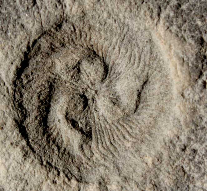 &lt;em&gt;Tribrachidium&lt;/em&gt;, a bizarre sea creature that lived some 550 million years ago, is unlike any modern organism. New research suggests it fed on particles suspended in the water.