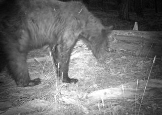 This black bear was photographed by a camera trap near the South Rim of Grand Canyon on June 14. 