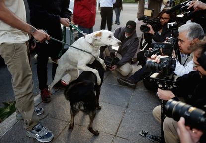 Photos: Sochi strays arrive in U.S. for adoptions