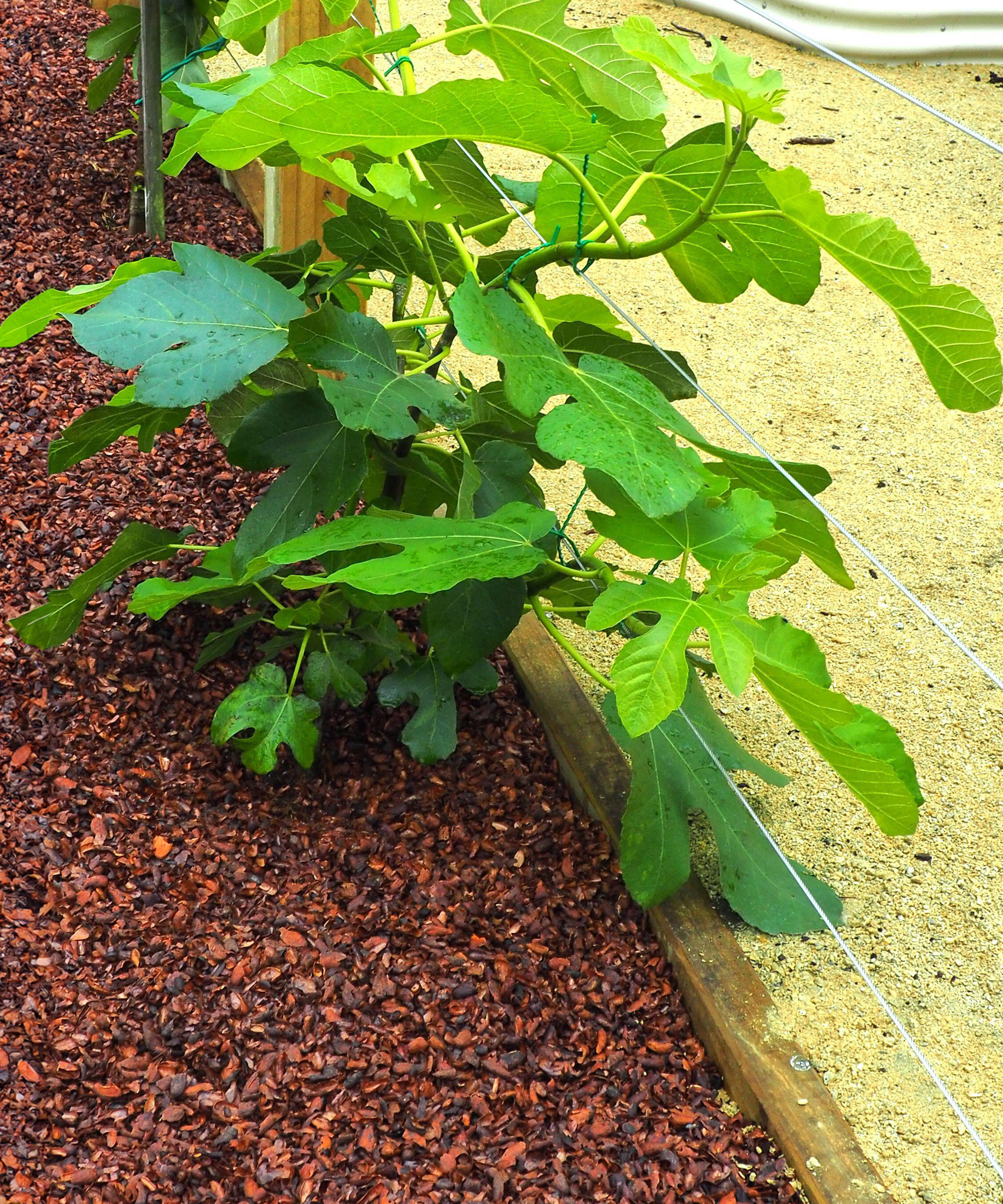 cocoa mulch spread around base of fig tree in raised bed