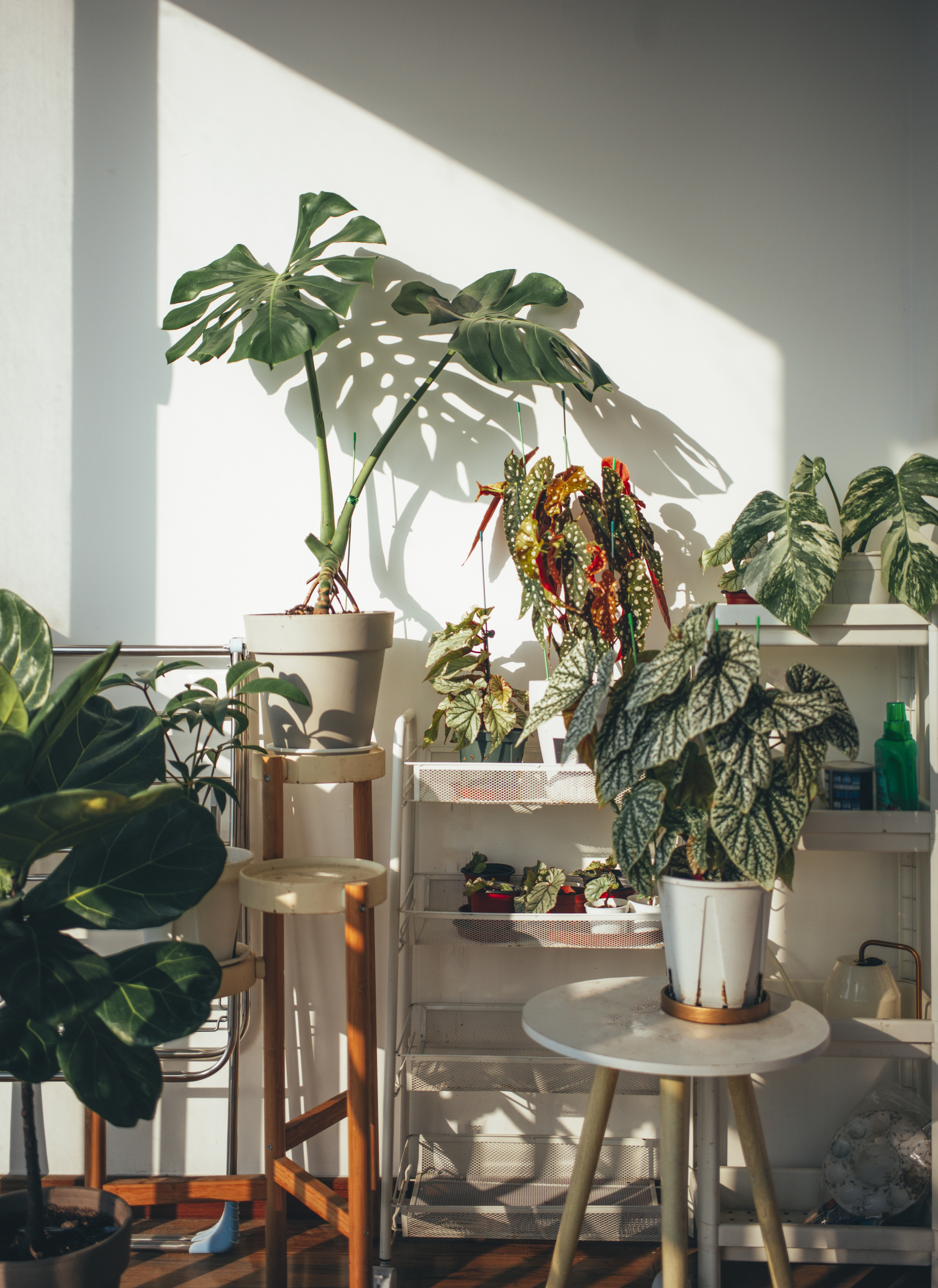 Houseplants