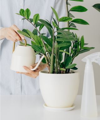 Watering ZZ plants