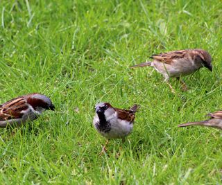 four house sparrows foraging for food in a lawn