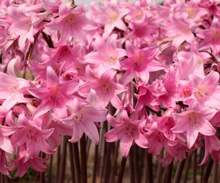 Naked Lady amaryllis plants in bloom