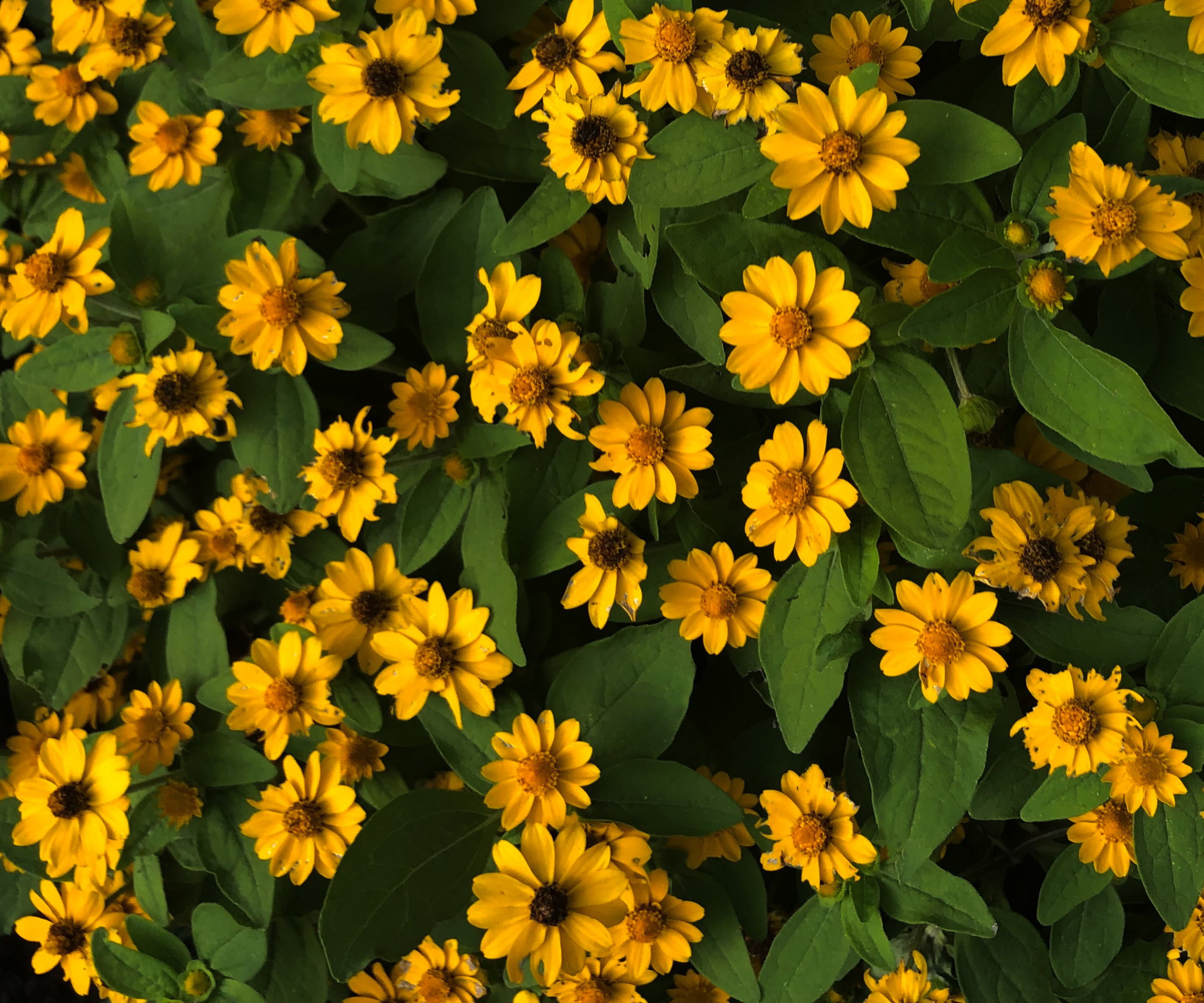 Yellow melampodium, or Butter Daisy, flowers