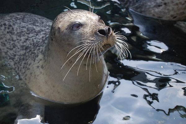 photos-see-the-world-s-cutest-sea-creatures-live-science