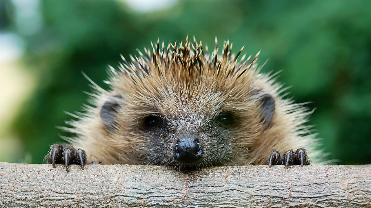 A hedgehog peeking over a log in an English garden