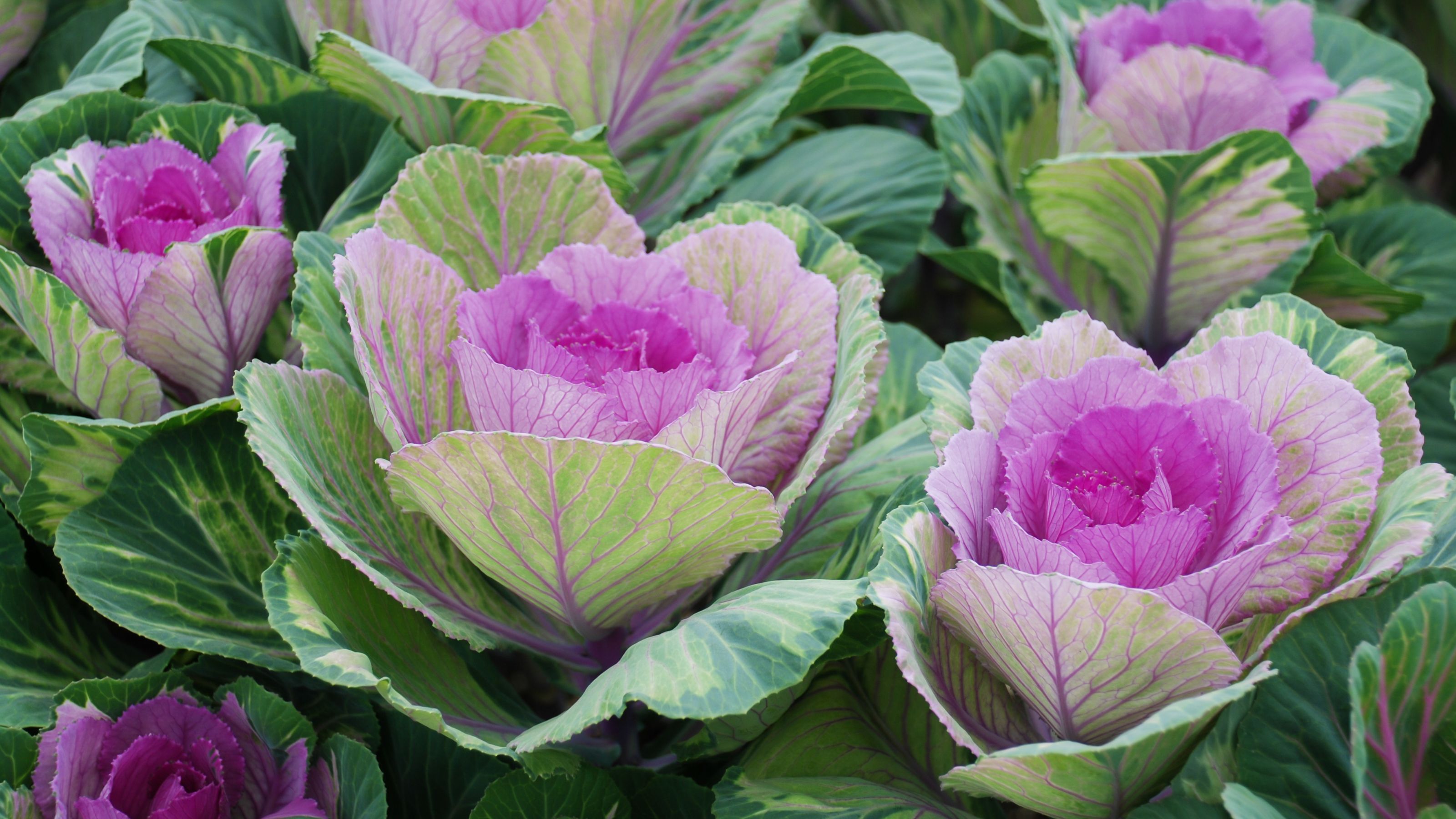 Ornamental cabbages growing in garden