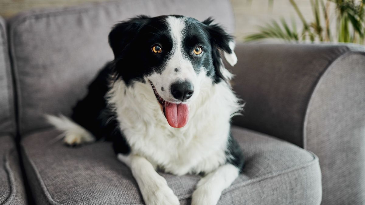 A black-and-white collie relaxing on a grey sofa looking toward the camera