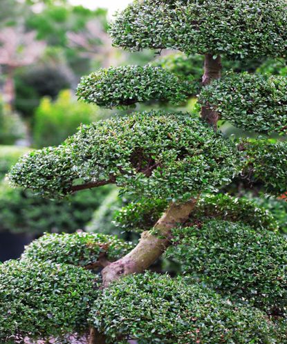 12 of the best statement trees to bring drama to your yard | Homes ...