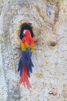 Scarlet Macaw male