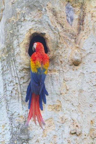 Scarlet Macaw male