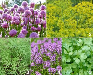 Herb planting palette designed to attract butterflies, including chives, fennel, dill, thyme, and parsley