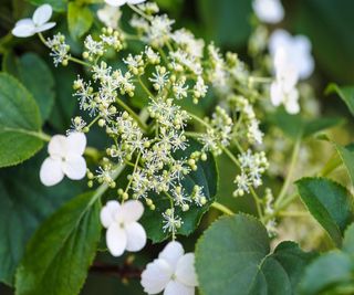 Climbing hydrangea