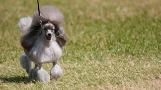 Toy poodle being led at dog show