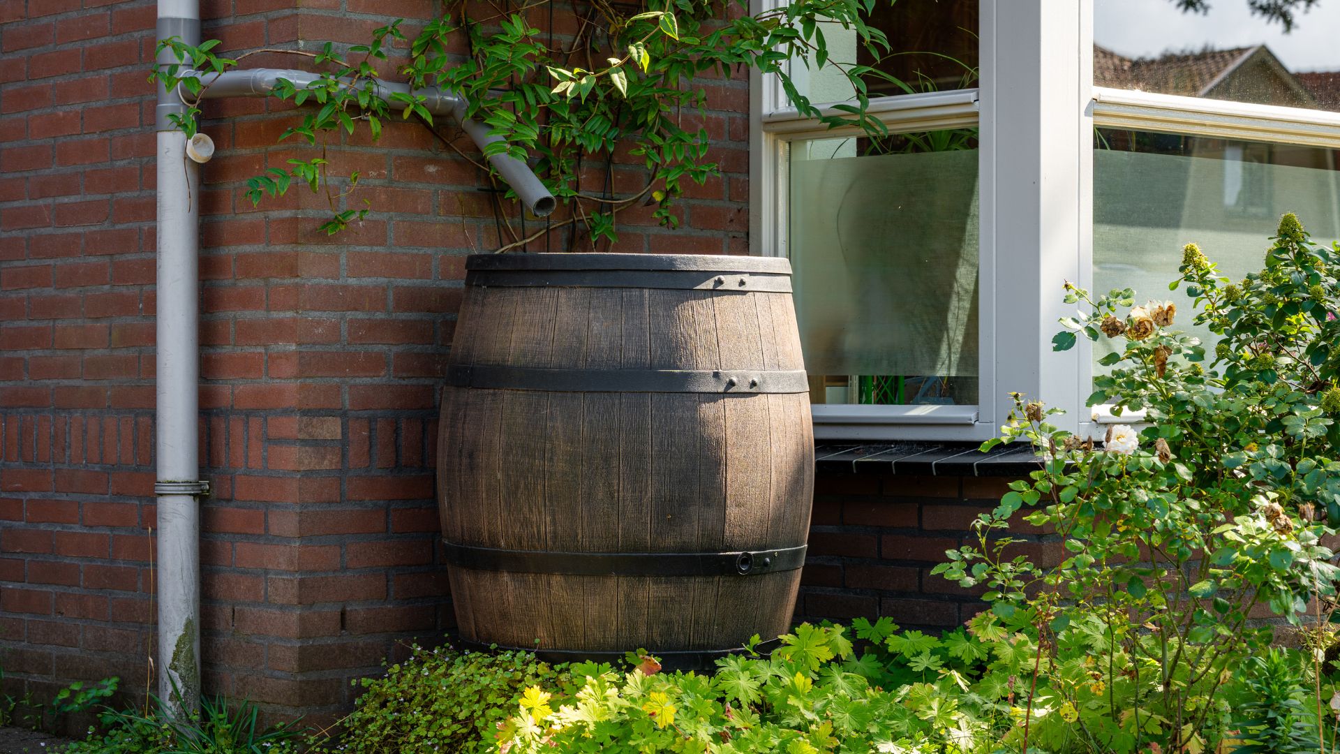 picture of water butt in garden