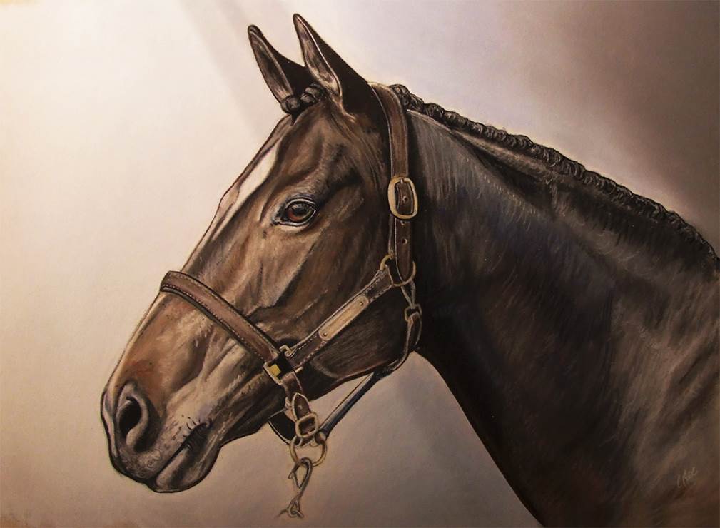 Horse portrait