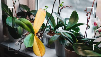  picture of windowsill full of orchids with one experiencing yellowing to question why are my orchid leaves turning yellow