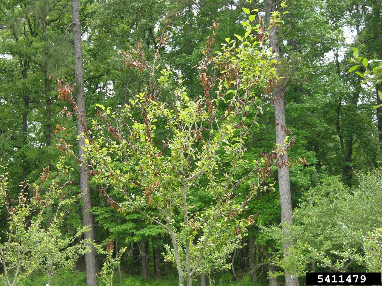 Fire Blight On Mayhaw Trees