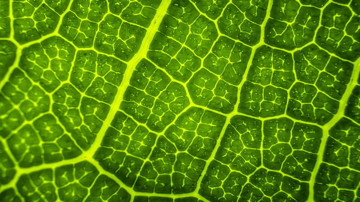 a close-up of a green leaf