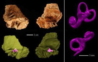 Ancient Human's Neanderthal-like Inner Ear