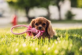 Dog in this grass with a toy