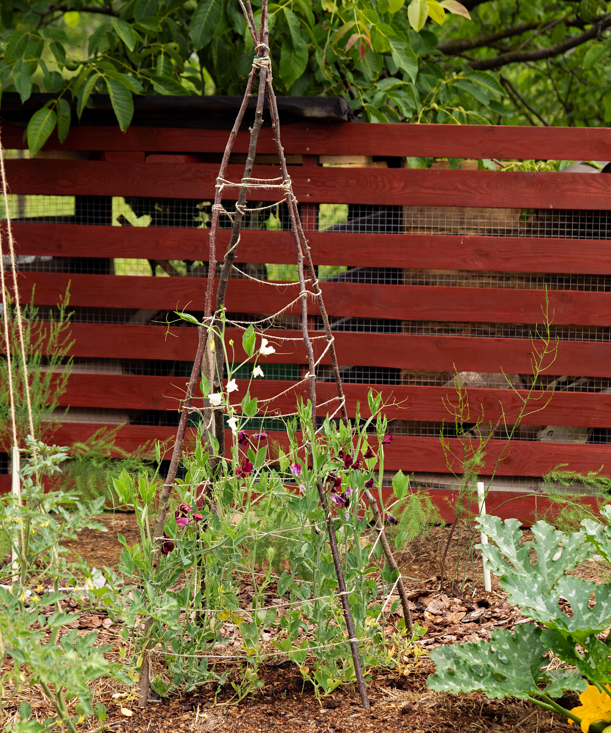 pea trellis in garden