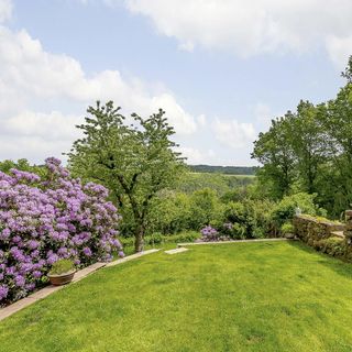 garden with grassland and purple flowers