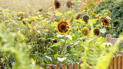 Red and yellow sunflowers in a garden border