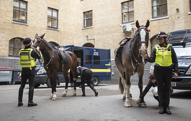 Irish draught-types are the preferred type of horse — but Eloise Mayhead, who is in charge of finding suitable horses, will consider other breeds