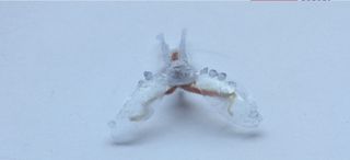 Biohybrid sea slug